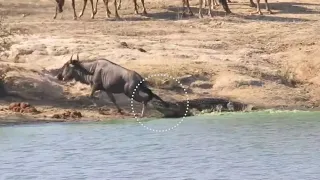 Will the wildebeest escape from the crocodile or get caught?