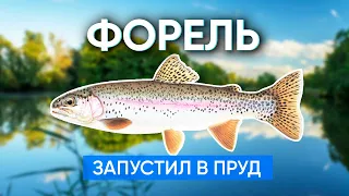 Запустил крупную форель в пруд у своего дома. Запускаю форель в пруд.