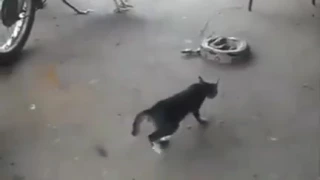 Olha esse gato louco