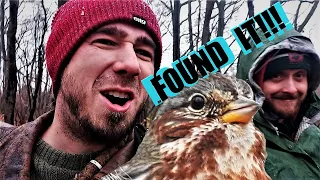 The Fox Sparrow Search, a Silver Fox! And a Rainy Day of Birding! The Bird Bros. 72