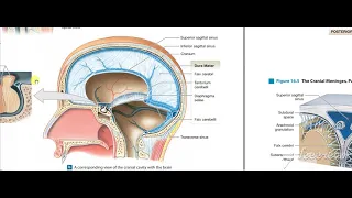 Dural venous sinuses 2