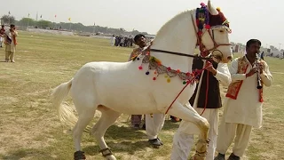 🐎 Horse Dancing At The Cattle Fair In Pushkar Rajasthan, India |The Horse Dance | Incredible India|