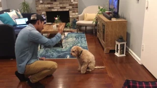 Smart dog tricks - Bruno the cockapoo