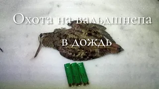 Охота на вальдшнепа в дождь. На вальдшнепиной тяге.