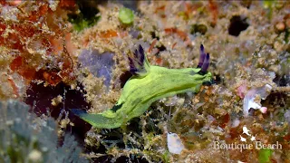 25.08.23 - Dives at  Kudima Wreck & Raandhi Wreck near Dhigurah, South Ari Atoll in the Maldives