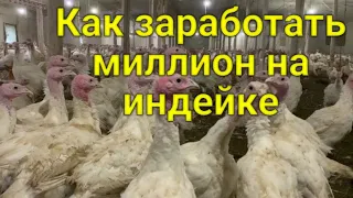 Как заработать миллион на индейке// В гости на семейную ферму к чете Сухацких