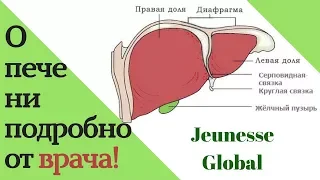 О здоровье печени подробно от врача.  #Jeunesse Global