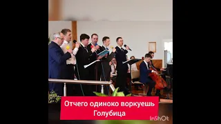 Отчего одиноко воркуешь. (Голубица Моя, Голубица)