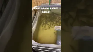 Выращивание малька форели