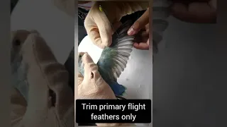 How to Trim/Clip/Cut Flight Feathers of a an African Lovebird