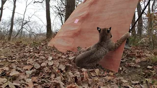 Ohio Bobcat release 2019