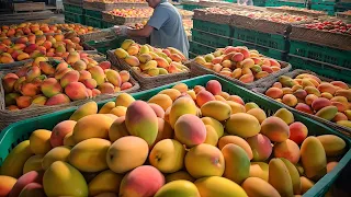 The Journey of Mangoes Harvesting Process | How Mangoes are generally harvested