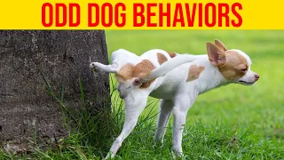 10 Odd Dog Behaviors And What They Actually Mean/ Amazing Dogs