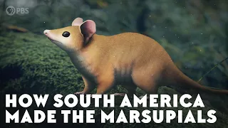 How South America Made the Marsupials