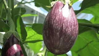 World's biggest rooftop greenhouse opens in Montreal | AFP