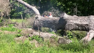 cutting moms oak log! #firewood #chainsaw #equipment