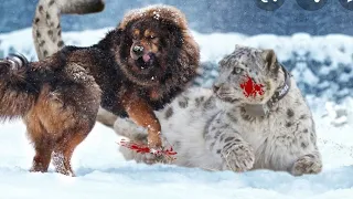 TIBETAN MASTIFF VS SNOW LEOPARD/WILD TIBETAN MASTIFFS