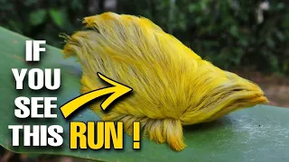 IF YOU EVER SEE THIS, RUN ! Stay away from this hairy Caterpillar 😳 !!