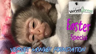 Easter Baby Orphan Monkey Special - Thank you for your support through a very tough year