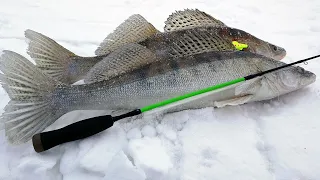 Судаковая рыбалка на Обском водохранилище в январе. Ловим судака под стаей леща!