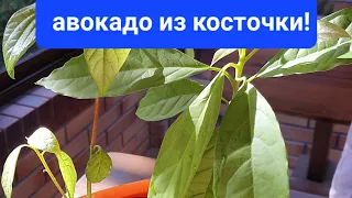 КАК ВЫРАСТИТЬ АВОКАДО! 100% СПОСОБ!