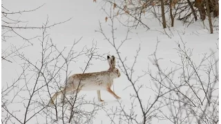 Первая пороша. Открытие сезона по зайцу и лисе с русской пегой гончей