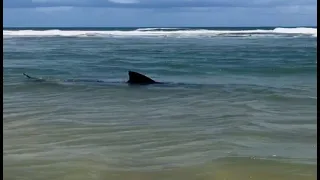 Tubarão flagrado na Praia de Boa Viagem em Recife-PE