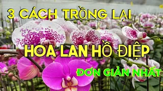 Cách Trồng Lại Hoa Lan Hồ Điệp Đơn Giản