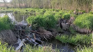 Бобровая дамба на маленькой речке.Beaver dam on a small river