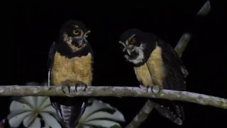 Spectacled Owls in Costa Rica