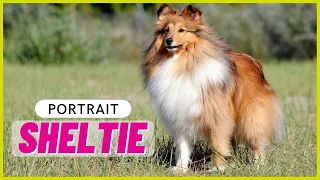 SHETLAND SHEEPDOG | Charakter, Haltung, Gesundheit | Sheltie