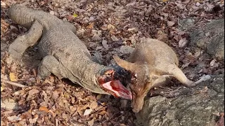 The New Moment of the Komodo Dragon Catching the Deer