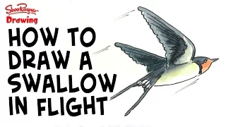 How to draw a swallow in flight