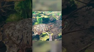 Морская черепашка по имени Наташка 🐢