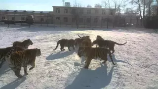 Harbin, China: Siberian Tigers Get to Eat a Sheep