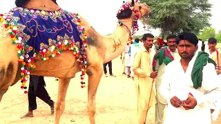 Subhash karnawat ke camel dance in sultana।।camel dance।