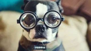 10 RAZAS DE PERROS MÁS INTELIGENTES DEL MUNDO 🔴 listas