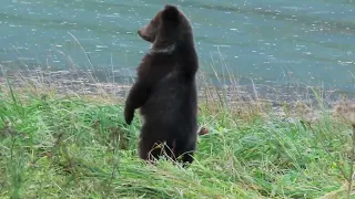 Brown bear cub stands