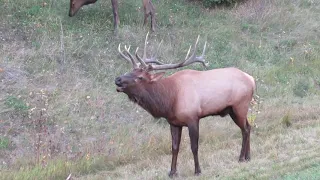 Bull Elk Bugling during Rut in Waskesiu, Saskatchewan: TURN IT UP
