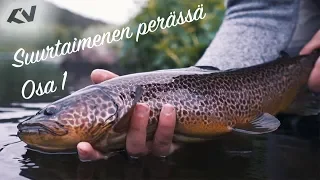 Suurtaimenen perässä - Nuorttijoki