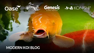 Modern Koi Blog #6051 - Oli möchte seinen Gesamtbestand verkaufen