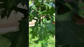 Oak Wilt on a Shumard Red Oak in the Central Texas Region 2