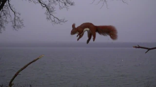 Squirrel jump superslow