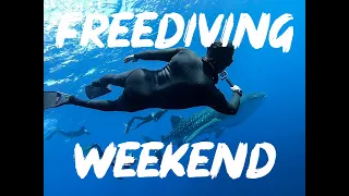 Freediving training with whale Shark in Eilatפגשנו כריש לוויתן!!! באימון צלילה חופשית באילת...