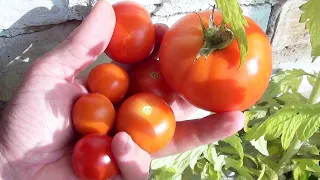 Вырастил помидоры на балконе Показываю как выращивал урожай
