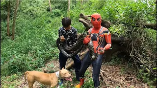 Spider-Man and Pitbull Bravely Chasing Giant Snakes | New Hunter