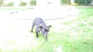 Dax the French Bulldog & More Sprinkler Play - Part II
