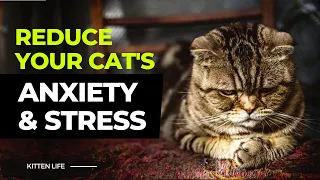 12 Tips to Reduce Your Cat’s Anxiety and Stress (Part 2)