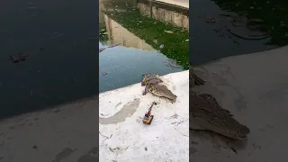 alligator vs toy excavator