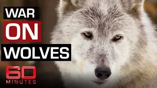 The fight to save Yellowstone wolves | 60 Minutes Australia